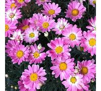 Primrose Marguerite Aramis Girly Pink 15 x Jumbo Seedling Plug Plants Primrose Pink