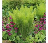 Primrose Matteuccia Struthiopteris Shuttlecock Fern 9Cm Pot