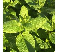 Primrose Mentha Spicata Spearmint, Garden or Common Mint 9cm Pot Herb Plant in Green | Size: 1 Pack Primrose Green 1 Pack