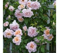 Primrose Michèle Meilland Hybrid Tea Rose Bush Sweet Scented Orange Shrub 4L Pot