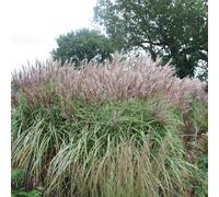 Primrose Miscanthus Sinensis Malepartus Chinese Silver Grass 9Cm Pot Grass Plant