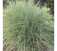 Primrose Miscanthus Sinensis Morning Light Silver Grass 9Cm Pot Grass Plant