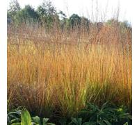 Primrose Molinia Caerulea Subsp. Arundinacea Transparent Purple Moor Grass 9Cm Pot Grass Plant