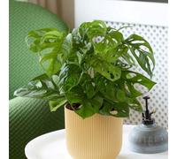 Primrose Monstera Adansonii Monkey Mask Mini Swiss Cheese Plant 11Cm Pot 20Cm Tall Foliage House Plants