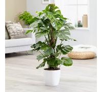 Primrose Monstera Deliciosa Swiss Cheese Plant 17Cm Pot 65Cm Tall Foliage House Plants