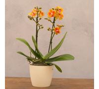 Primrose Moth Orchid Orange Exclusivo Juno Phalaenopsis 12cm Pot 45cm Tall in Green Primrose Green
