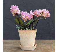 Primrose Moth Orchid Pink Boquetto Romantico Phalaenopsis 12cm Pot 35cm Tall Primrose Pink