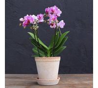 Primrose Moth Orchid Purple Boquetto Delight Phalaenopsis 12cm Pot 35cm Tall in Green Primrose Green