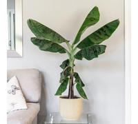 Primrose Musa Acuminata Dwarf Cavendish Banana 85cm Tall House Plant 21cm Pot in Green Primrose Green