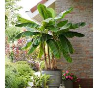 Primrose Musa Sikkimensis Ever Red Banana 9Cm Pot Exotic House Plants