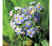 Primrose Myosotis Scorpioides Water Forget-Me-Not 9Cm Pot Pond Plant