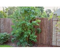 Papillon Bark Natural Garden Fence Screening Roll Privacy Wind/Sun Protection 4m x 1.2m (13ft 1in x 4ft)