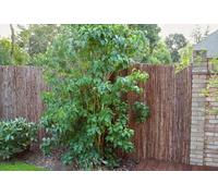 Primrose Natural Bark Privacy Screening Roll Garden Fence 4m x 1m in Brown Primrose Brown