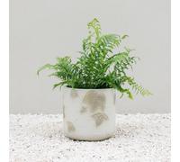 Primrose Natural Stone Effect Round Patio Planter in Embossed Leaf Pattern 30cm in Grey Primrose Grey