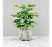 Primrose Natural Stone Effect Round Patio Planter In Embossed Leaf Pattern 44Cm