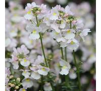 Primrose Nemesia Wisley Vanilla Flowering Bedding Plants 9cm Pot in White Primrose White