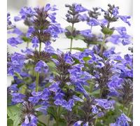 Primrose Nepeta Grandiflora Summer Magic 9Cm Pot Perennial Plant