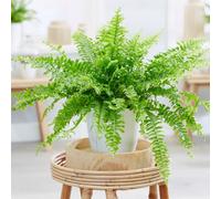 Primrose Nephrolepis Exaltata Green Lady Boston Fern 18Cm Pot Hanging Pot Foliage House Plants