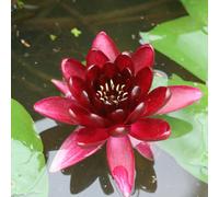 Primrose Nymphaea Almost Black Water Lily 1 Litre Aquatic Pot Pond Plant