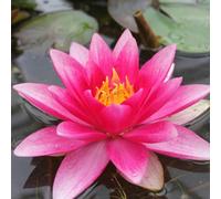 Primrose Nymphaea Attraction Water Lily 3 Litre Aquatic Pot Pond Plant