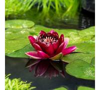 Primrose Nymphaea Black Princess Water Lily 1 Litre Aquatic Pot Pond Plant