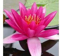 Primrose Nymphaea James Brydon Water Lily 3 Litre Aquatic Pot Pond Plant