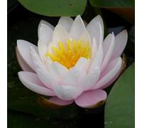 Primrose Nymphaea Marliacea Rosea Water Lily 3 Litre Aquatic Pot Pond Plant