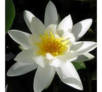 Primrose Nymphaea Pygmaea Alba Water Lily 1 Litre Aquatic Pot Pond Plant