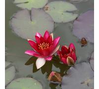 Primrose Nymphaea Pygmaea Rubra Water Lily 1 Litre Aquatic Pot Pond Plant