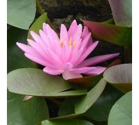 Primrose Nymphaea Rose Arey Water Lily 1 Litre Aquatic Pot Pond Plant