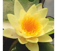Primrose Nymphaea Yellow Sensation Water Lily 1 Litre Aquatic Pot Pond Plant