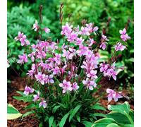 Primrose Oenothera Lindheimeri Cherry Brandy Gaura 9Cm Pot Perennial Plant