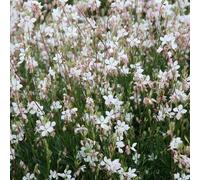 Primrose Oenothera Lindheimeri Gaura 9Cm Pot Perennial Plant