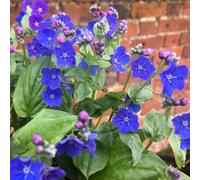 Primrose Omphalodes Cappadocica Cherry Ingram Navelwort 9Cm Pot Perennial Plant