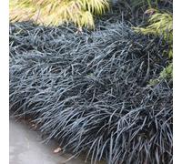 Primrose Ophiopogon Planiscapus Kokuryu Black Lilyturf 9Cm Pot Grass Plant