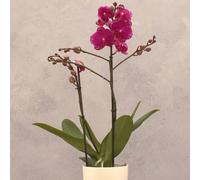 Primrose Orchid Purple Asian Violin Phalaenopsis House Plant 12cm Pot 45cm Tall Primrose Purple