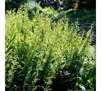 Primrose Osmunda Regalis Royal Fern 9Cm Pot