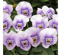 Primrose Pansy Sorbet XP Pink Halo Lilac Viola Autumn Bedding 9cm Pot Primrose Multicolor