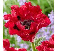 Primrose Papaver Red Rumble Oriental Poppy 9Cm Pot Perennial Plant