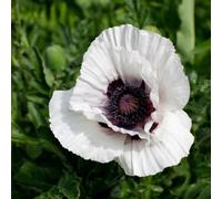Primrose Papaver Royal Wedding Oriental Poppy 9Cm Pot Perennial Plant