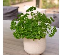 Primrose Parsley Extra Moss Curled Curled Parsley 9Cm Pot Herb Garden Plant