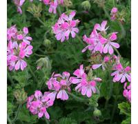 Primrose Pelargonium Pink Capricorn Flowering Bedding Plants 9cm Pot Primrose Pink
