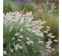 Primrose Pennisetum Villosum Feathertop 9Cm Pot Grass Plant