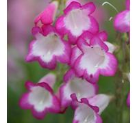 Primrose Penstemon Pensham Laura Beard Tongue 9Cm Pot Perennial Plant