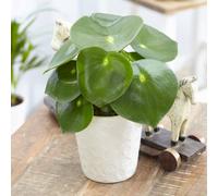Primrose Peperomia Polybotrya Raindrop 12cm Pot 25cm Tall Foliage House Plants in Green Primrose Green