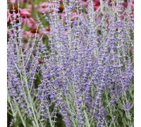 Primrose Perovskia Little Spire Russian Sage 9Cm Pot Shrub Plant