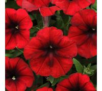 Primrose Petunia Easy Wave Red Velour Easy Flowering Bedding Plants 9cm Pot Primrose Red