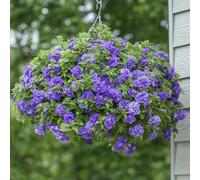 Primrose Petunia Tumbelina Compact Sophia Flowering Bedding Plants 9cm Pot in Purple Primrose Purple