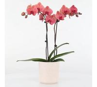 Primrose Phalaenopsis Asian Coral Moth Orchid 12Cm Pot 65Cm Tall Indoor Orchids