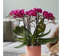 Primrose Phalaenopsis Bellissimo Amore Moth Orchid 15Cm Pot 50Cm Tall Indoor Orchids